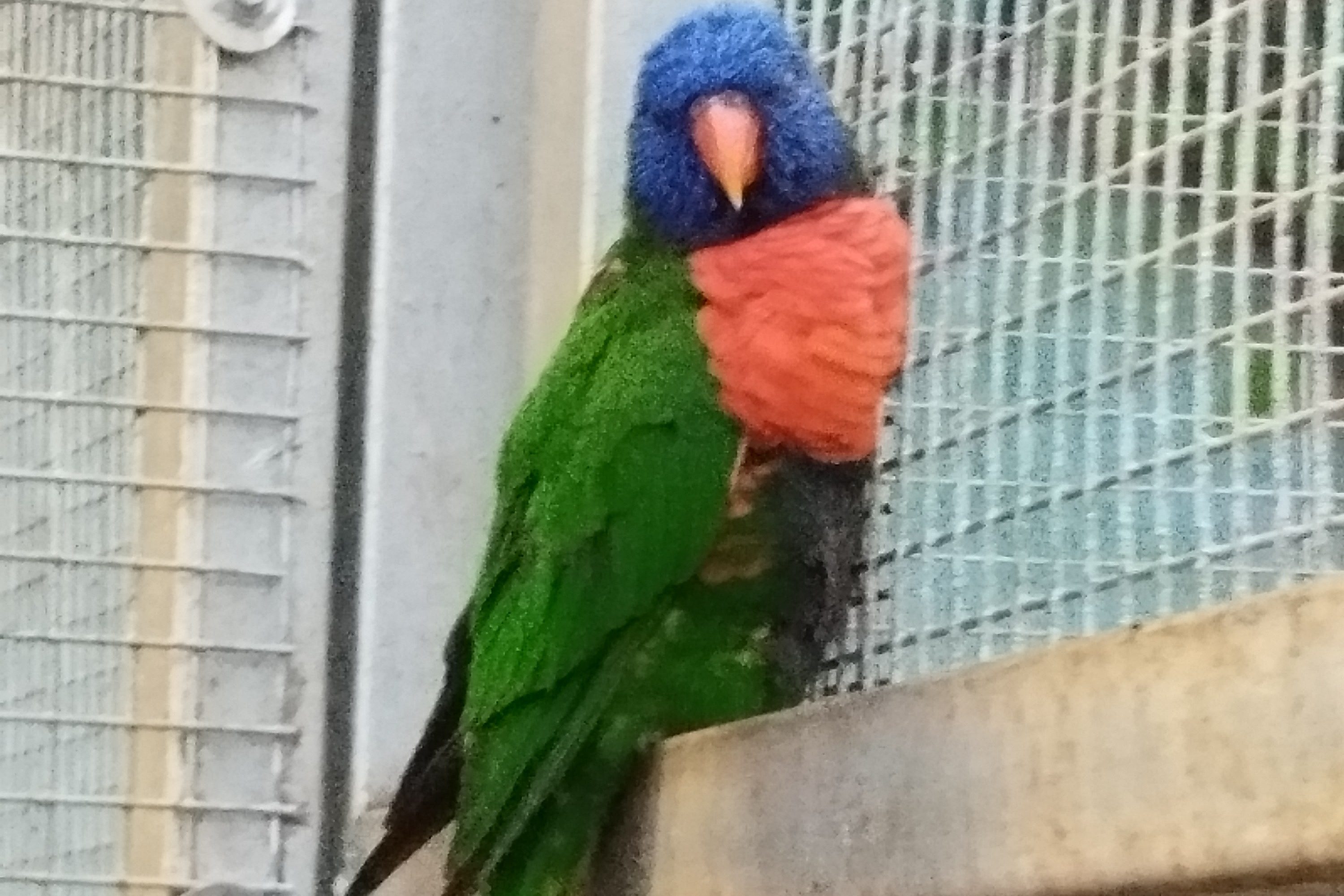 குறும்புக் கிளிகள்